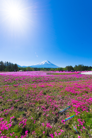 In Yamanashi, Japan, Mount Fuji and Moss Phlox Flowers, Spring Landscapeのeditorial素材