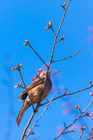 Brown-eared Bulbul bird, in Tachikawa, Tokyo, Japan