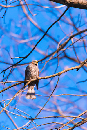 Brown-eared Bulbul bird, in Tachikawa, Tokyo, Japan