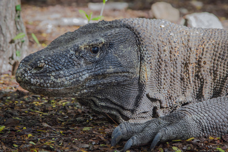 closeup head shot of Komodo Dragon The Biggest Lizard In The Worldの写真素材