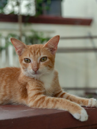 Orange Cat Relaxing in the Backyard