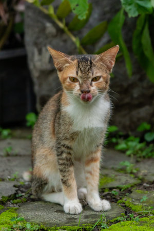Spotted Cat Enjoy theAfternoon in the Backyard