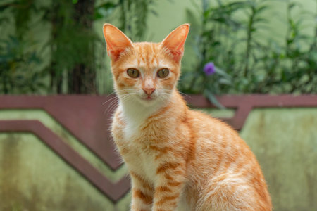 Orange Cat Relaxing In The Backyard