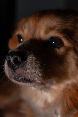 Adorable Golden Pet Dog in the Dark Nightの写真素材