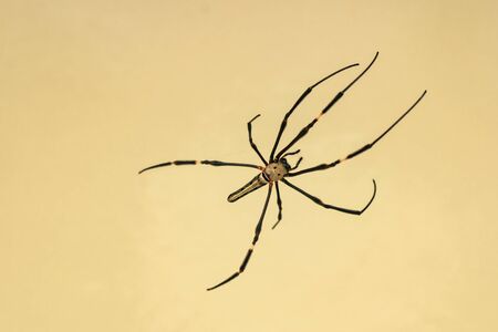 The Spider That Spreads Webs on the Brown Wallの写真素材