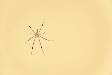 The Spider That Spreads Webs on the Brown Wallの写真素材