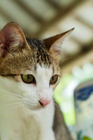 Striped Cat Enjoying Free Time In The Gardenの写真素材