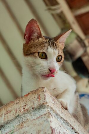 Striped Cat Enjoying Free Time In The Gardenの写真素材