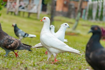 White Pigeon on Green Grass Field Along With Other Pigeonsの写真素材