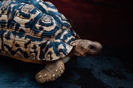 Land Tortoises - Close Upの写真素材