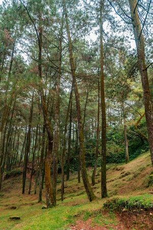 Dense & Lush Forests In the Mount Halimun Salak National Park, Indonesiaの写真素材