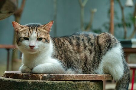 Striped Cat Relax In The Backyardの写真素材
