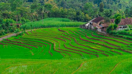 Paddy Terraces Are Neatly Arranged So Amazeの写真素材