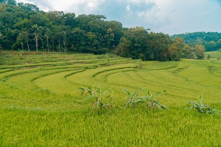 The Vast Paddy Terraces Are Amazingの写真素材