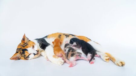 Mother cat is Nursing a 4 Day Old Kitten in White Backgroundの写真素材