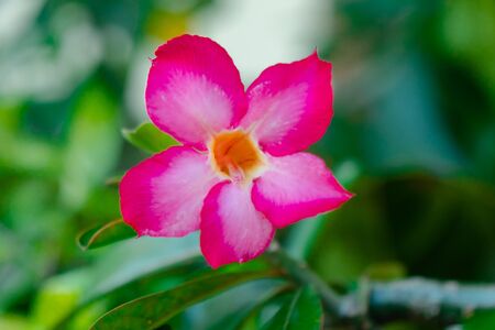 Beautiful Red-Pink Flowers In The Parkの写真素材