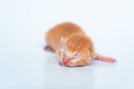 A 4 Day Old Kitten That Is Very Adorableの写真素材