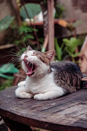 Handsome Striped Cat Relax In The Gardenの写真素材