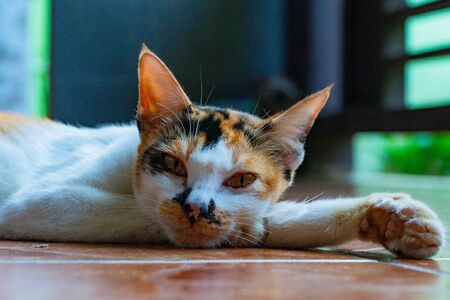 Striped Cat Relax In The Terraceの写真素材