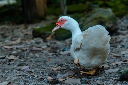 Muscovy Duck Relaxing In The Yardの写真素材