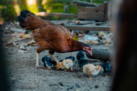 Chicks & Mother Hen Are Scavenging For Foodの写真素材