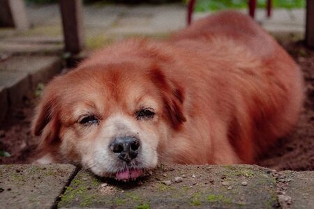 Canine Relaxed In The Garden Until He Was Sleepyの写真素材