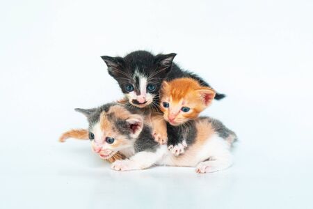 Adorable Triplets Kittens 4 Days Old in White Backgroundの写真素材