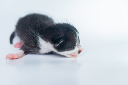 A Cute 4 Days Old Two-tone Kitten in White Backgroundの写真素材