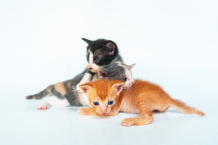 Adorable Triplets Kittens in White Background