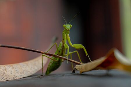 Praying Mantis is Enjoying Time In The Parkの写真素材