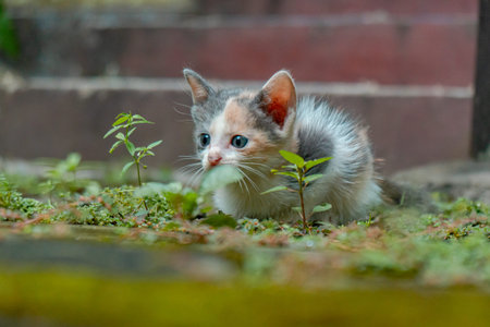 Striped Kitten Enjoy the Afternoon in the Garden
