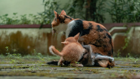 Mother And Kitten Enjoy Free Time in the Backyardの写真素材