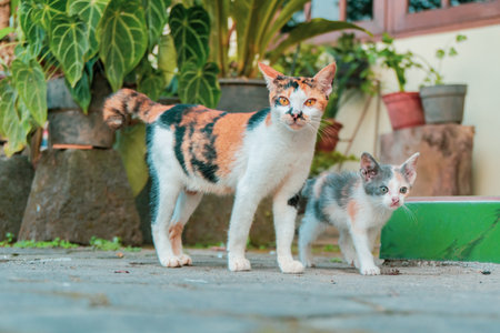 The Cats Are Enjoying Free Time In Gardenの写真素材