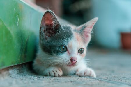 A Cute Striped Kitten in the Gardenの写真素材