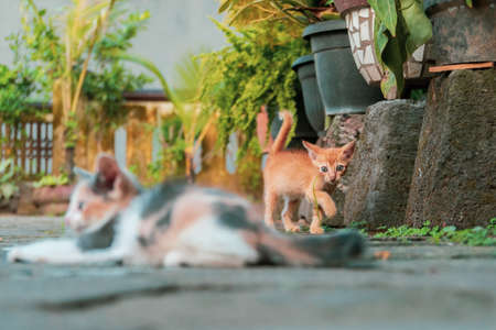 The Cats Are Enjoying Free Time In Gardenの写真素材