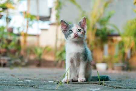 A Cute Striped Kitten in the Gardenの写真素材