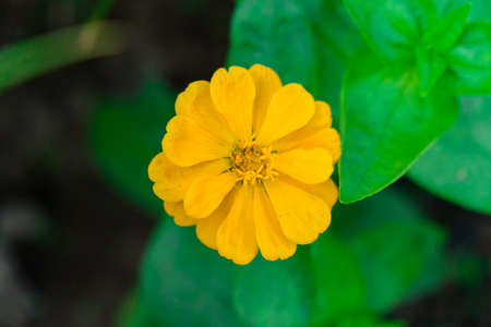 Charming Yellow Flowers In The Gardenの写真素材