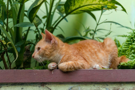 A Cute Orange Kitten in the Garden