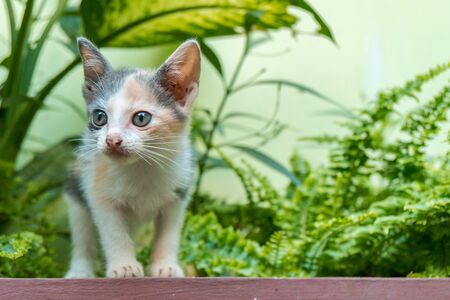 A Cute Striped Kitten in the Gardenの写真素材
