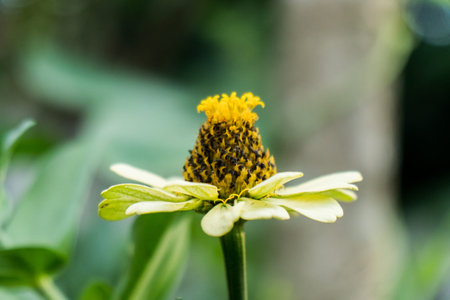 Beautiful Flower Blooming In The Gardenの写真素材