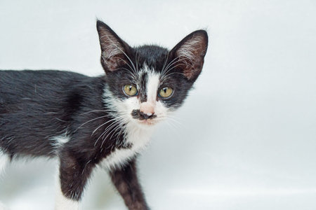 An Adorable Striped Kitten in White Background