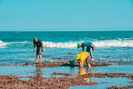 When the sea recedes, the coastal community's activity is hunting sea urchins & shellfish on the coastlineのeditorial素材