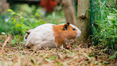 An adorable pet guinea pigs on the farm