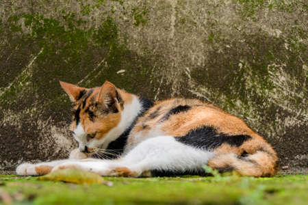 Striped tabby Relax In The Backyardの写真素材