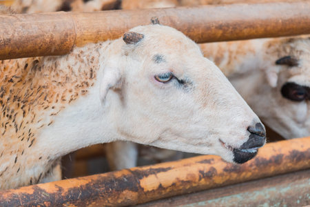Detail of Farm sheep feeding in the captivity