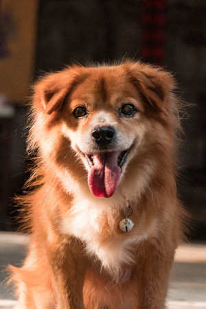 Golden domestic dog relaxing on the terrace of the house, very cute and adorable