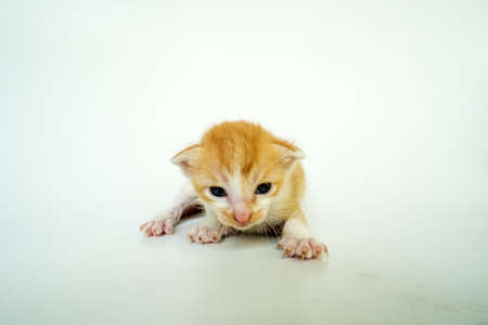 A few weeks old orange Kitten on a white backgroundの写真素材