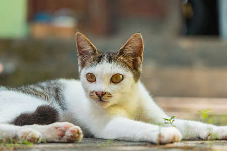 Close up of striped cat relaxing in the backyard, very cute and adorableの写真素材