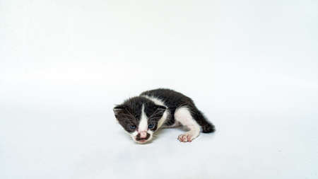 A few weeks old striped kitten on a white backgroundの写真素材