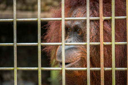 Close up - adult orangutans are in captivity in a captivity which will later be released into the wildの写真素材